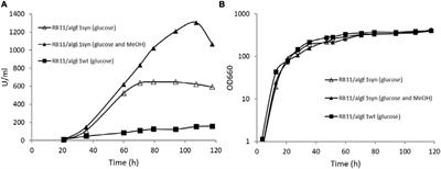 Strain Construction and Process Development for Efficient Recombinant Production of Mannuronan C-5 Epimerases in Hansenula polymorpha